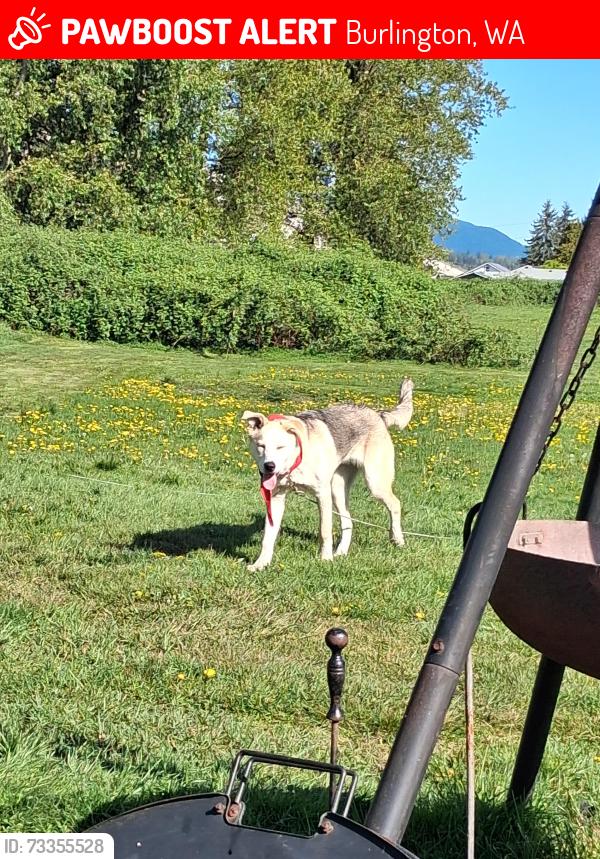 Lost Male Dog last seen Cook rd dalhstad rd, Burlington, WA 98233