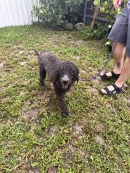 Found/Stray Unknown Dog last seen 8th avenue and 53 terrace, Hialeah, FL 33012