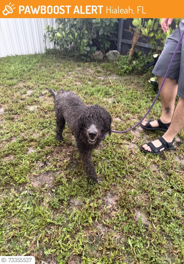 Found/Stray Unknown Dog last seen 8th avenue and 53 terrace, Hialeah, FL 33012