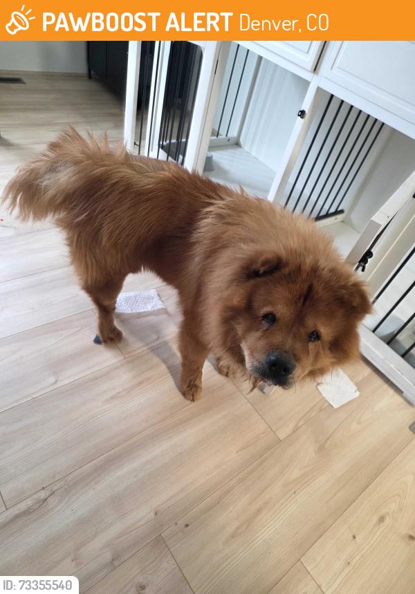 Found/Stray Male Dog last seen Corner of Nueva Vista and E 81st Pl, Denver, CO 80229