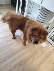Found/Stray Male Dog last seen Corner of Nueva Vista and E 81st Pl, Denver, CO 80229
