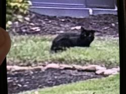 Found/Stray Unknown Cat last seen Battleground, Murfreesboro, TN 37129