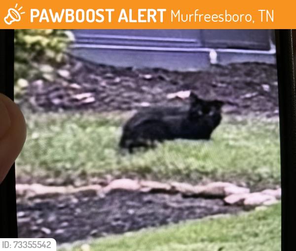 Found/Stray Unknown Cat last seen Battleground, Murfreesboro, TN 37129