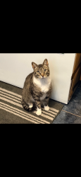 Lost Male Cat last seen Wellington Ave and Beltose Ave, Lowell, MA 01852