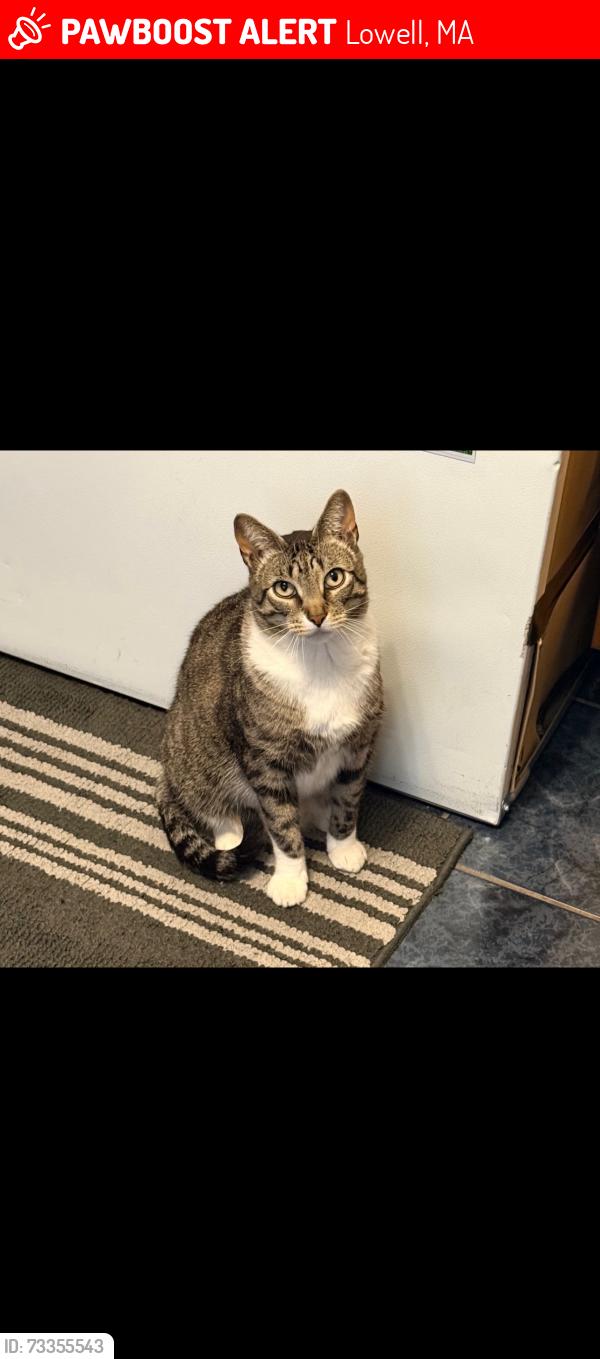 Lost Male Cat last seen Wellington Ave and Beltose Ave, Lowell, MA 01852