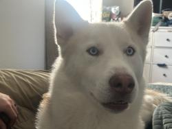 Reunited Male Dog last seen Wildflower Elementary, Colorado Springs, CO 80916