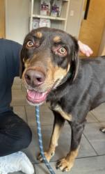Found/Stray Female Dog last seen Cross streets of raleigh Beach rd and Roger Ln, Raleigh, NC 27610