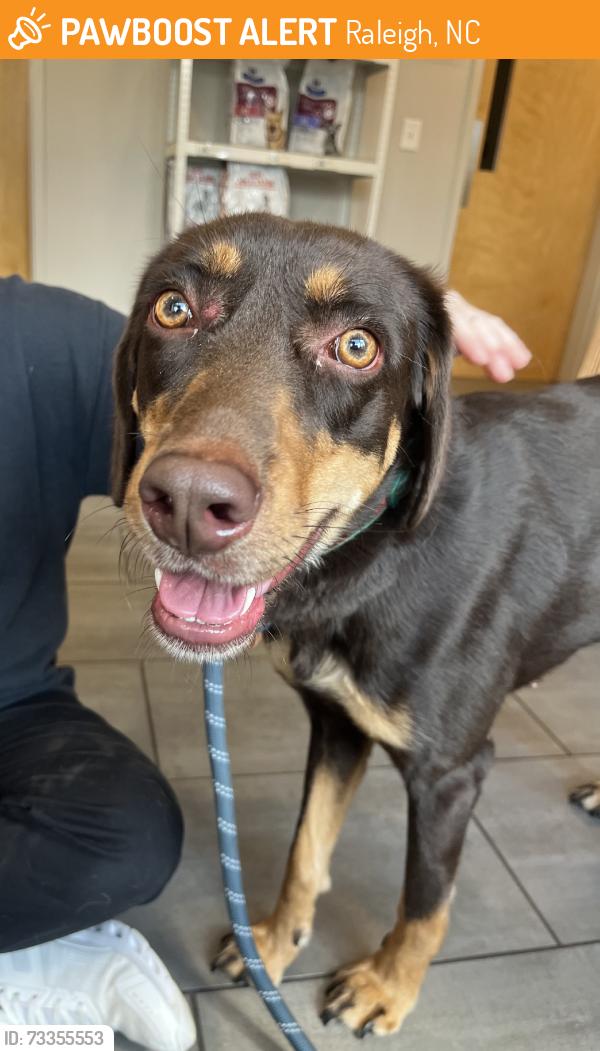 Found/Stray Female Dog last seen Cross streets of raleigh Beach rd and Roger Ln, Raleigh, NC 27610