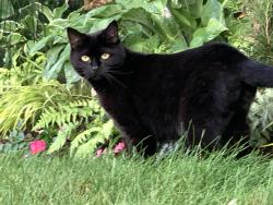 Lost Female Cat last seen Wexford Drive, Valley NS, Valley, NS B6L 4L7