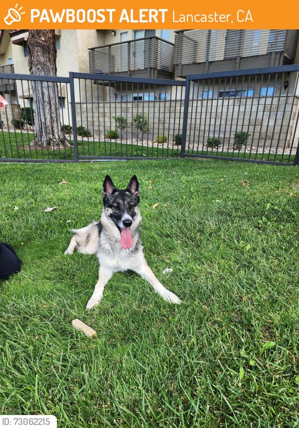 Found/Stray Female Dog last seen Near 30th street west Lancaster, Lancaster, CA 93536