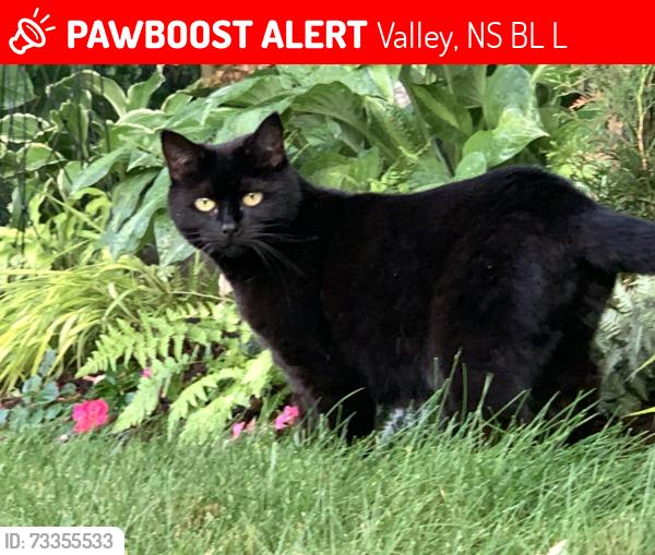 Lost Female Cat last seen Wexford Drive, Valley NS, Valley, NS B6L 4L7