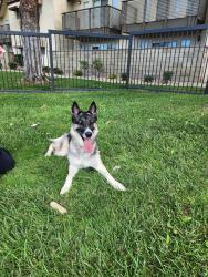 Found/Stray Female Dog last seen Near 30th street west Lancaster, Lancaster, CA 93536