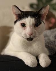 Lost Female Cat last seen Carlin Avenue and Cornell Avenue, Kitchener, ON N2G 3E5