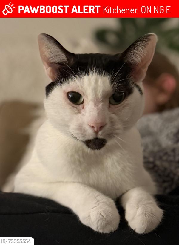 Lost Female Cat last seen Carlin Avenue and Cornell Avenue, Kitchener, ON N2G 3E5