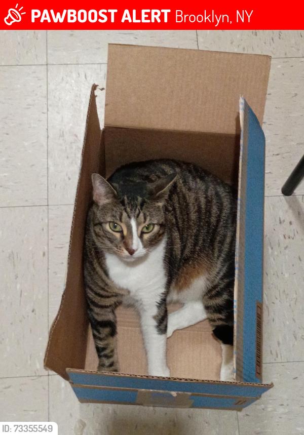 Lost Female Cat last seen Near Humboldt st, Brooklyn, NY, 11206, Brooklyn, NY 11206