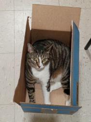 Lost Female Cat last seen Near Humboldt st, Brooklyn, NY, 11206, Brooklyn, NY 11206