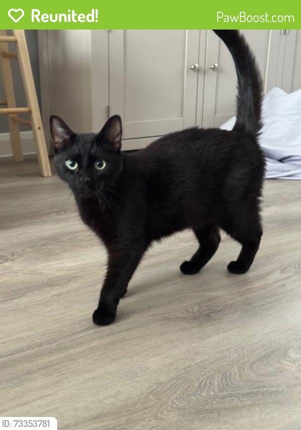 Reunited Male Cat last seen Philip Ford Way Retail Park, flt 14 Granary Close, Coop Silfield Road, Norfolk, England NR18 9GT