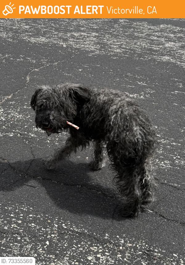 Found/Stray Female Dog last seen FoxFire Rd/Amethyst, Victorville, CA 92392