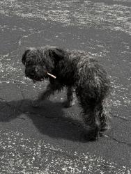 Found/Stray Female Dog last seen FoxFire Rd/Amethyst, Victorville, CA 92392