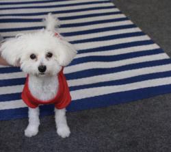 Lost Female Dog last seen 68th Ave. 122 Ave, Hialeah, FL 33014
