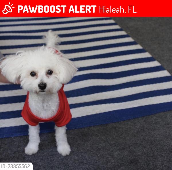 Lost Female Dog last seen 68th Ave. 122 Ave, Hialeah, FL 33014