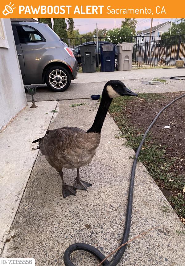 Found/Stray Unknown Bird last seen 16th Ave. and 33rd St., Sacramento, Sacramento, CA 95820
