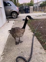 Found/Stray Unknown Bird last seen 16th Ave. and 33rd St., Sacramento, Sacramento, CA 95820