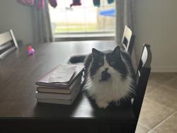 Lost Male Cat last seen Arcadia park, Fort Worth, TX 76137
