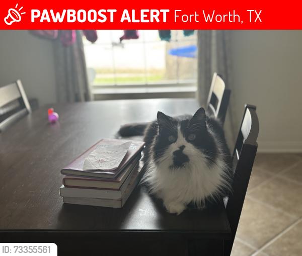 Lost Male Cat last seen Arcadia park, Fort Worth, TX 76137