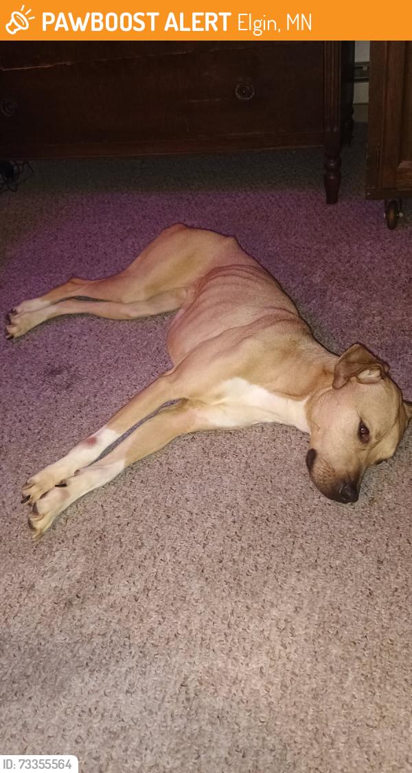 Found/Stray Female Dog last seen Unknown, Elgin, MN 55932
