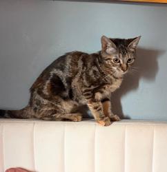 Lost Female Cat last seen Malibu elementary, Virginia Beach, VA 23452