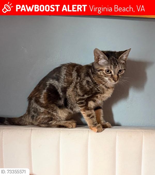 Lost Female Cat last seen Malibu elementary, Virginia Beach, VA 23452