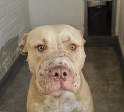 Shelter Stray Male Dog last seen , 3201 Lacy St, Los Angeles, CA 90031, USA