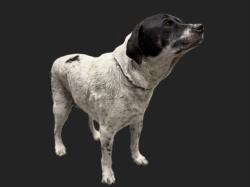 Shelter Stray Male Dog last seen , 3201 Lacy St, Los Angeles, CA 90031, USA