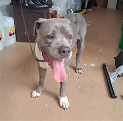 Shelter Stray Male Dog last seen MAIN ST AND INDUSTRIAL BLVD, 130 Beyer Way, Chula Vista, CA 91911, USA