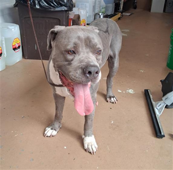 Shelter Stray Male Dog last seen MAIN ST AND INDUSTRIAL BLVD, 130 Beyer Way, Chula Vista, CA 91911, USA