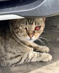 Shelter Stray Female Cat last seen Near BLOCK SHERMAN PL LONG BEACH CA 90804, 7700 E Spring St, Long Beach, CA 90815, USA
