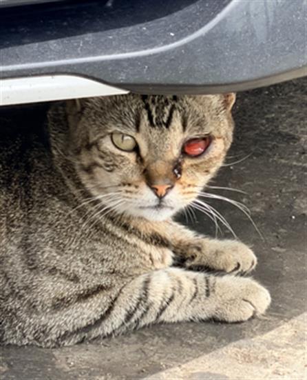 Shelter Stray Female Cat last seen Near BLOCK SHERMAN PL LONG BEACH CA 90804, 7700 E Spring St, Long Beach, CA 90815, USA