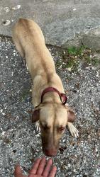 Reunited Female Dog last seen N Brocksmith Rd and Okeechobee Rd, St. Lucie County, FL 34945