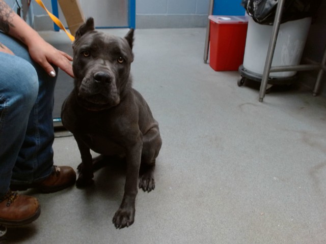 Shelter Stray Female Dog last seen Near BLOCK DON GIOVANNI PL NW 87114, 11800 Sunset Gardens Rd SW, Albuquerque, NM 87121, USA