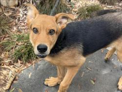 Shelter Stray Male Dog last seen , 1850 W 60th St, Los Angeles, CA 90047, USA