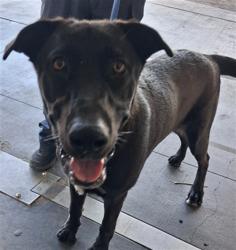 Shelter Stray Male Dog last seen , 1850 W 60th St, Los Angeles, CA 90047, USA