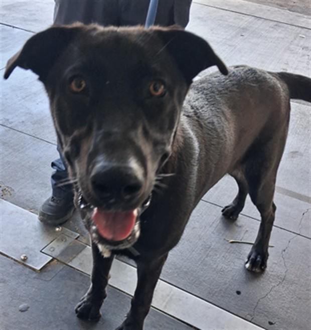 Shelter Stray Male Dog last seen , 1850 W 60th St, Los Angeles, CA 90047, USA