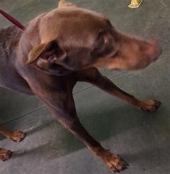 Shelter Stray Male Dog last seen , 1850 W 60th St, Los Angeles, CA 90047, USA