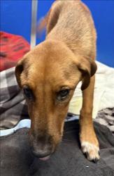 Shelter Stray Female Dog last seen , 4000 N Silverbell Rd, Tucson, AZ 85745, USA