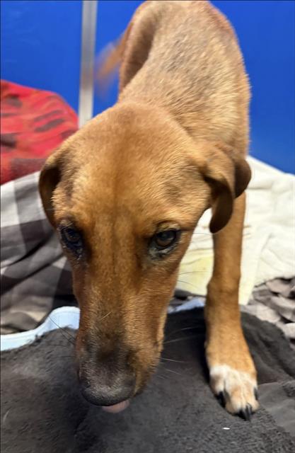 Shelter Stray Female Dog last seen , 4000 N Silverbell Rd, Tucson, AZ 85745, USA