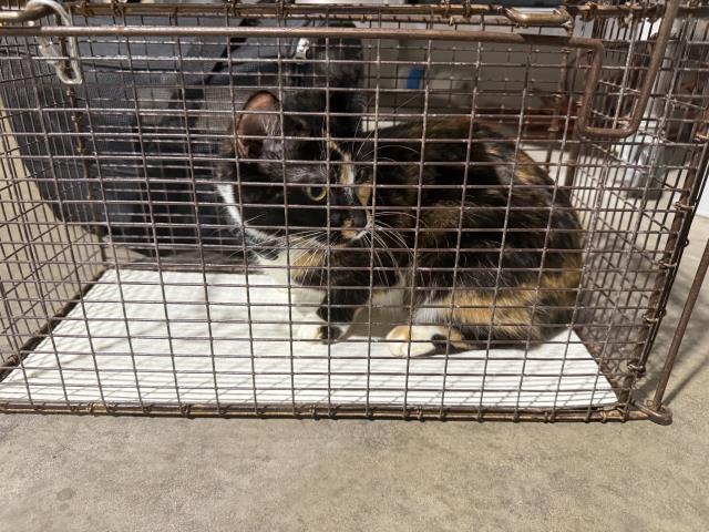 Shelter Stray Unknown Cat last seen Near BLOCK ABBOT LN, COLORADO SPRINGS, CO 80905, 610 Abbot Ln, Colorado Springs, CO 80905, USA