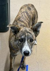 Shelter Stray Male Dog last seen GARIN PARK, 16 Barnes Ct, Hayward, CA 94544, USA