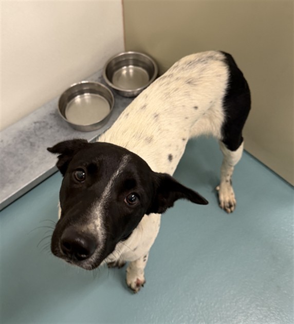 Shelter Stray Female Dog last seen GARIN PARK, 16 Barnes Ct, Hayward, CA 94544, USA