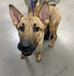 Shelter Stray Male Dog last seen 19TH AVE AND CAMELBACK RD, 2500 S 27th Ave, Phoenix, AZ 85009, USA